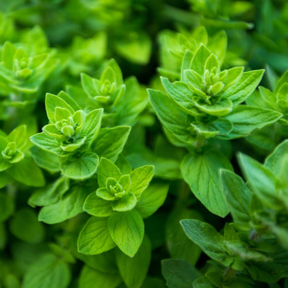 Set of 4 Greek Oregano Plants Live for Indoor Outdoor, Culinary Herb for Planting, 4-7 Inches Tall, Oregano Mint Plants Live