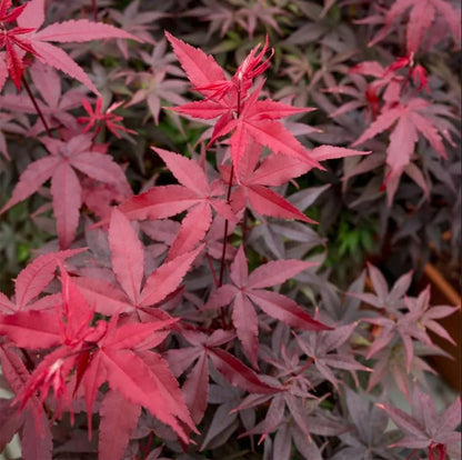 25pcs Red Japanese Maple Tree Seeds Acer Palmatum Atropurpureum