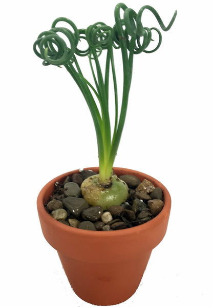 Rare Frizzle Sizzle Plant - Albuca spiralis - 2 Bulbs - Succulent House Plant