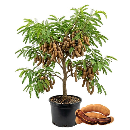 Live Sour Tamarind Tree 2-3ft in 3 Gallon Pot, Live Tropical Fruit Plant, Tangy Tamarind Fruit Tree for Planting Outdoor Garden, No Ship to CA