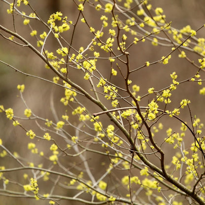 Spicebush Live Plant in Quart Pot, Fragrant Leaves, Hardy Shrub, 8-12 Inches Tall for Outdoor Gardening