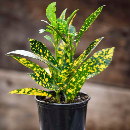 Croton 'Gold Dust' Live Plant for Indoor | Different Houseplants in 4'' & 6'' Pot | Real House Plant for Living Room, Office, Desk & Bathroom | Codiadeum variegatum | Gold Dust