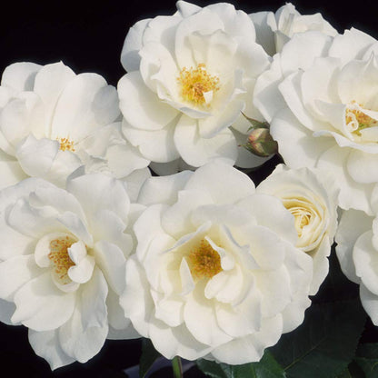 Heirloom Climbing Roses, Live Own Root Plant for Outdoor Garden, CL Iceberg, Moderately Fragrant, Hardiness Zones 5-10, Continual Blooming