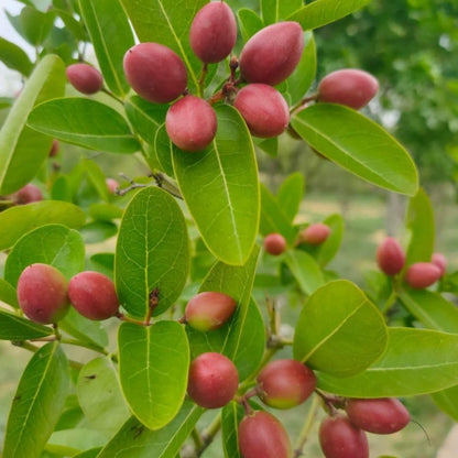 Miracle Fruit Tree Live Plant, 1-2 Ft Tall, Edible Miracle Berry Plants for Tropical Outdoor, 3 Gallon Pot Plant,No Shipping CA