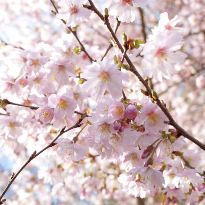 Cherry Blossom Tree, Live Ornamental Tree 6-12" Tall in Pot, Beautiful Spring Blooms for Outdoor Planting (Autumn Cherry Blossom)
