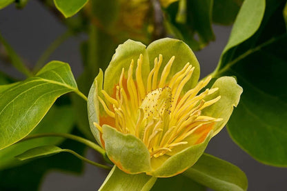2 Tulip Poplar Trees - 18-24" Tall Live Plants - American Tulip Tree Seedlings - Liriodendron tulipifera - (2 Pack)