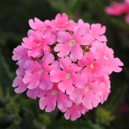 Pack 4 Pink Perennial Verbena Plants, Pink Verbena Live Plants, Verbena Flower Trailing Plants Live for Planting, Pink Verbena Plants in Zones 7 to 11