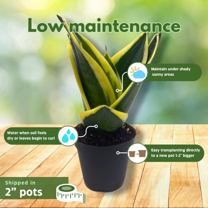 BubbleBlooms Sansevieria Trifasciata Assortment 3 Different Dwarf Rosette-Shaped Snake Plants in 2 inch pots