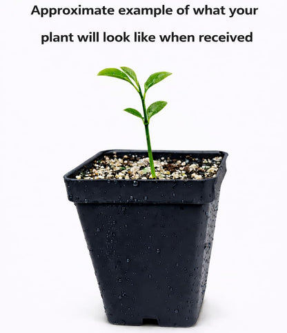 Nagami Kumquat Tree - 2-5 Inch Tall Live Plant - Potted Seedling - Orange Citrus Fruit Plant - Fortunella Margarita