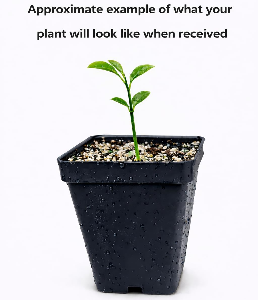 Mexican Key Lime Tree - 2-5 Inch Tall Live Plant - Potted Lime Fruit Seedling - Citrus aurantifolia