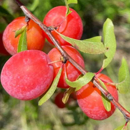 Wild Plum Tree Live Plant Seedling, 12 to 18 Inches in Tall, 1-2 Year Old Well-Rooted for Outdoor Planting, No Pot