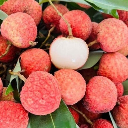 Live Sweetheart Lychee Fruit Tree, Perennial Tropical Lychee Fruit Trees, 3-4 Feet Tall in 3 Gallon Pot for Oudoor Garden, No Ship to CA