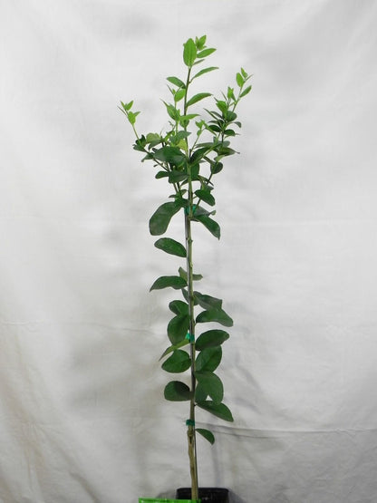 Live Plant - Thornless Mexican Key Lime Tree - Semi-Dwarf - 18-36" Tall - Live Citrus Plant