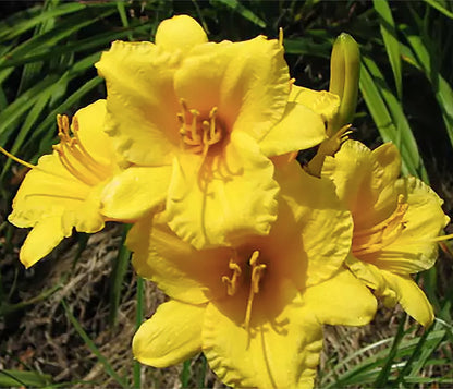 Pink Daylily - Bare Root Plant, Hardy Perennial for Zone 4, Delicate Pink Blooms, Low Maintenance, Ideal for Full Sun or Partial Shade, Perfect for Garden Borders & Landscapes
