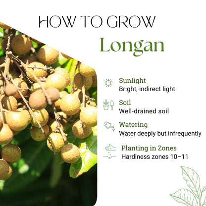 Longan Tree Live Plant, Longan Fruit Tree, 4 Inc Pot, 6 to 8 Inc Tall, Sweet Tropical Fruit for Backyard and Garden