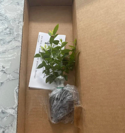 Jewel Blueberry Plants (2-Pack) - Live Berry Bush 5-8" - Container or Garden Growing - Large Sweet Berries - Hardy Zones 4-8