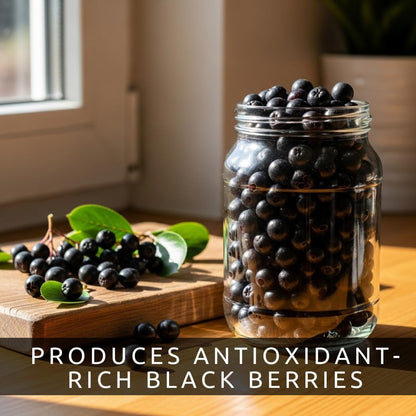 100 Black Chokeberry Seeds – Aronia Melanocarpa – Grow Your Own Antioxidant-Rich Superfood Berry Tree – Hardy, Fast-Growing, Ideal for Garden or Container Planting
