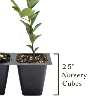 6 Carolina Cherry Laurel in 2.5” Nursery Cubes (Prunus caroliniana) | Evergreen Screening Shrub or Small Tree for Hedges, Borders & Wildlife | Ready-to-Plant Live Starter Plants