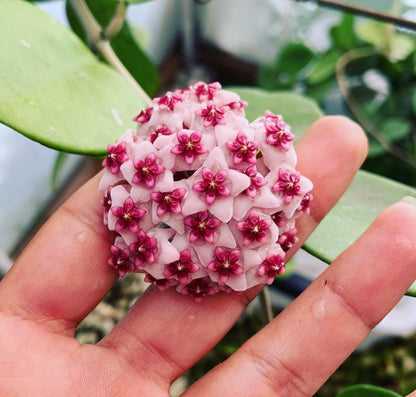Variegated Hoya Obovata Spalsh Available in 2" Pot, 4" Pot, and 6" Hanging Pot - Hoya Live Plants Live Houseplants - California Seller (4" Pot, 2 Plants(stem))