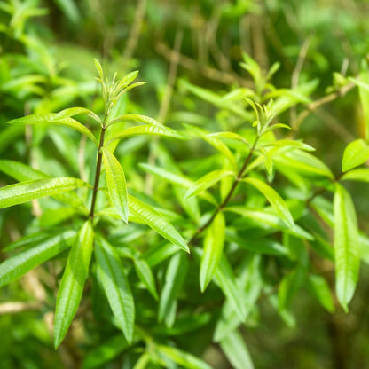 2 Lemon Verbena Plant, 4-Inch Tall Starter Herb, Non-GMO, Fast Growing Edible Herbs, Lemon Verbena Live Plant for Outdoor Garden Planting
