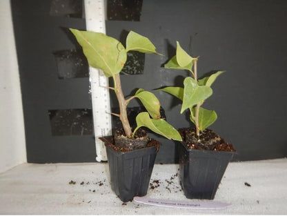 Live Plant - Cherry Blossom Bougainvillea Small Well Rooted Starter Plant
