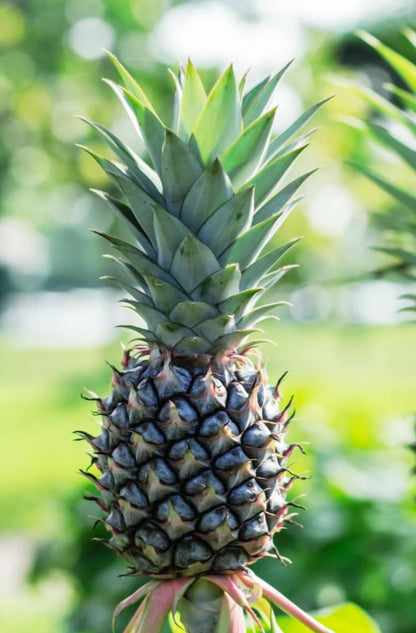 White Jade Pineapple Live Plant in 4" Black Nursery Pot Sweet Edible Fruit FL Grown