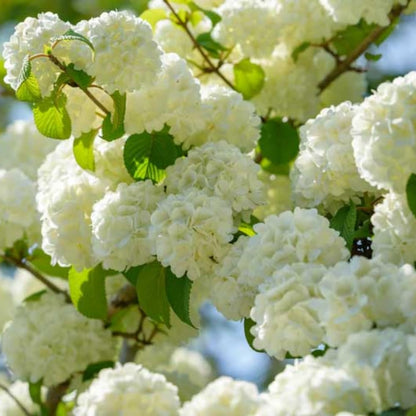 Old Fashion Viburnum Plant Live for Planting, Snowball Viburnum Shrub Viburnum Bush Flowers in 4 Inc Pot, Viburnum Tree Ready to Grow