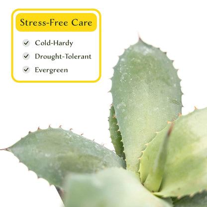 2 Artichoke Agave Succulents (Agave parryi VAR. truncata) | Live Evergreen Plant with Blue-Gray Rosette Form | Drought-Tolerant & Cold-Hardy for Landscaping, Rock Gardens & Containers in 3.5" Cubes