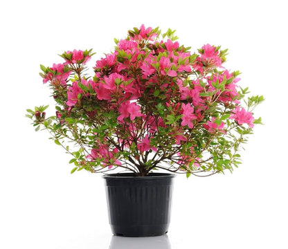 Dwarf Autumn Fire Encore Azalea – Compact Reblooming Shrub with Bright Red Flowers for Borders, Containers & Landscapes (3 Gallon/Potted/Single Plant)