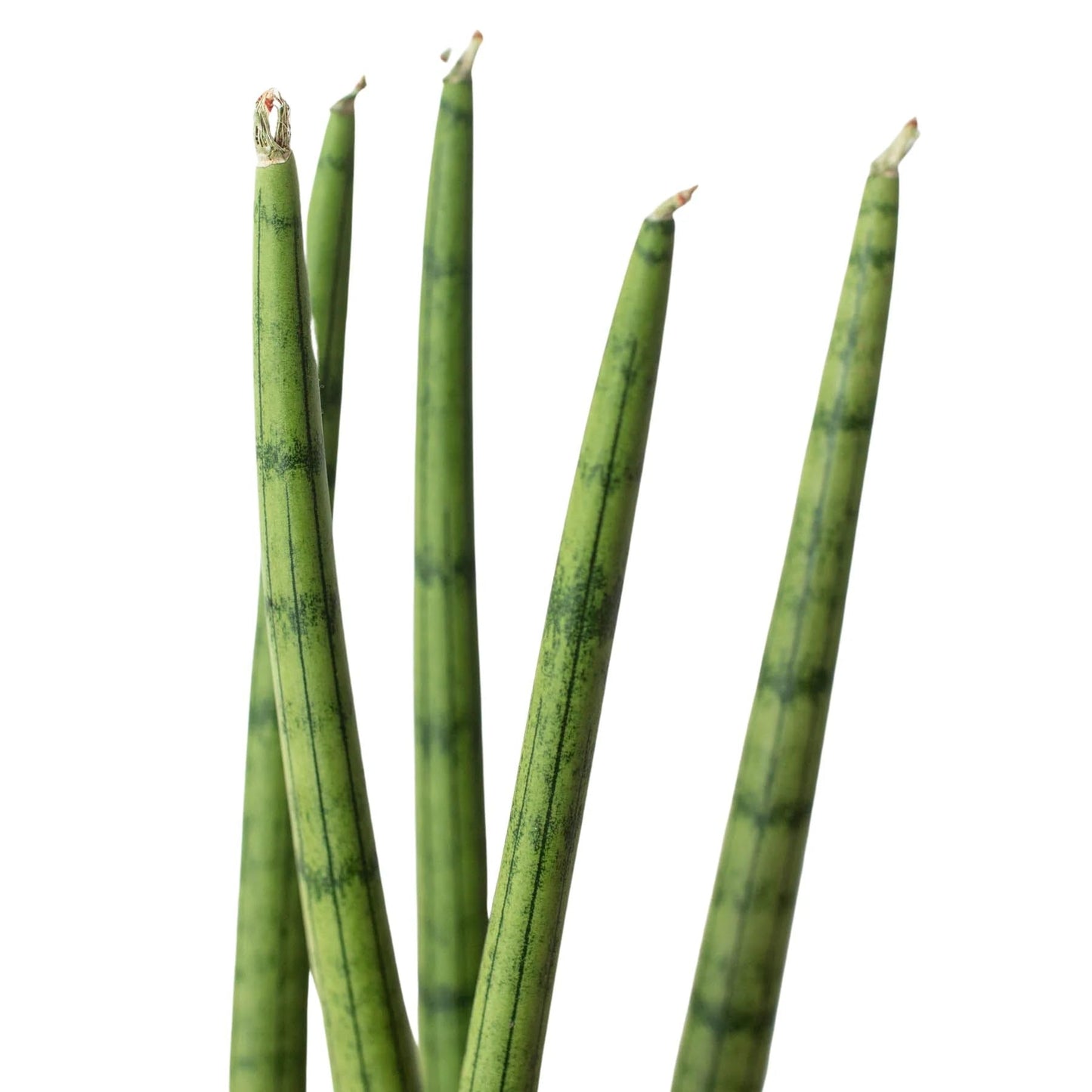 Snake Plant Cylindrica in 4in Pot - Live Plants Tropical Houseplants | Variegated | USA Growers | The Snobby Leaf