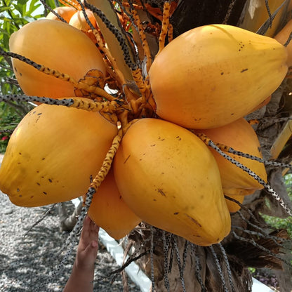 Yellow Coconut Tree Live Plants, Live Sprouted Coconut for Edible Gardening, Sweet Tropical Fruit Tree for Zones 10-11, 6-8 Inch Tall