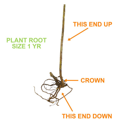 Garden State Bulb Chester BlackBerry, Bare Root, Non-GMO, Spring Planting (Bag of 2)