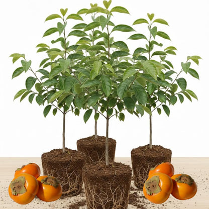 (No Ship to CA) 4 Persimmon Tree Live Plants | 1-2ft Bare Root Seedlings | Low Maintenance Nut and Fruit Tree Alternative & Well-Rooted | Dormant Plant