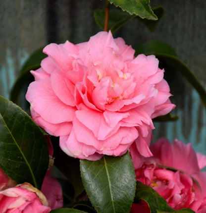 Live Plant - Kumasaka Camellia Japonica-Live Starter Plant