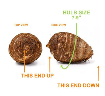 20 Green Elephant Ear Taro Bulbs - cocoyam, dasheen, eddo, Egyptian Ginger, IMO, kalo, colocasia antiquorum, IMO, Dalo, Taro