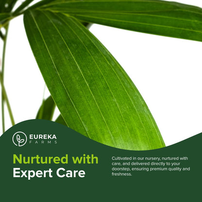 Christmas Palm Triple Tree - Tropical Adonidia Merrillii (Veitchia merrillii), Evergreen Low Maintenance Accent Live Plant for Gardens & Patios, Ideal for Indoor & Outdoor Spaces (1gal Pot, 1-2ft)