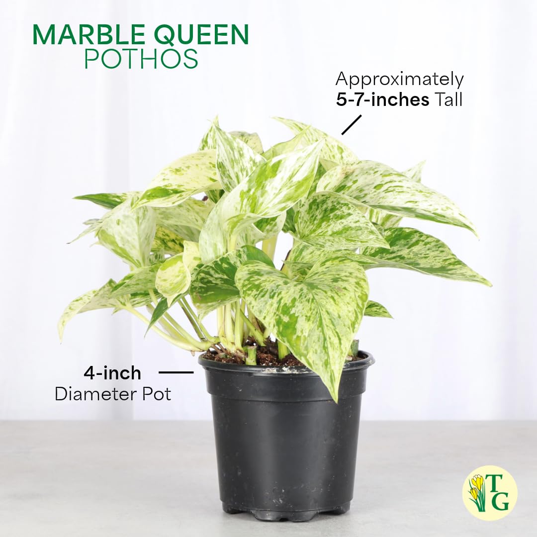 Thorsen's Greenhouse Marble Queen Pothos, Live Indoor Plant, Easy to Grow, Rare Variegated Houseplant, Natural Air Purifier, 4-inch Diameter Pot (Black - Hanging)