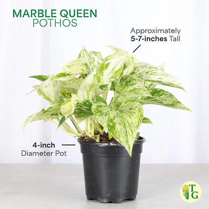 Thorsen's Greenhouse Marble Queen Pothos, Live Indoor Plant, Easy to Grow, Rare Variegated Houseplant, Natural Air Purifier, 4-inch Diameter Pot (3 Pack Nursery Pots)