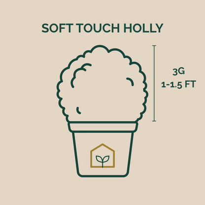 Soft Touch Holly 3-Gallon