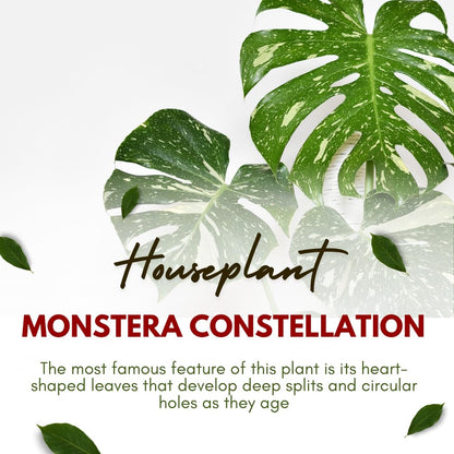 Monstera Plant Live, Starter Plant from 4-6 Inch Tall, Split Leaf Houseplant, Live Monstera Plants Indoor (Constellation)