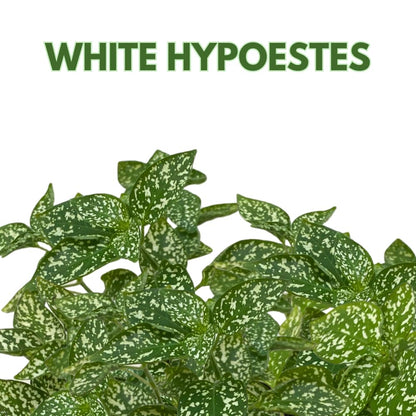 BubbleBlooms White Hypoestes Phyllostachya in a 4 inch Pot Polka Dot Flamingo Plant