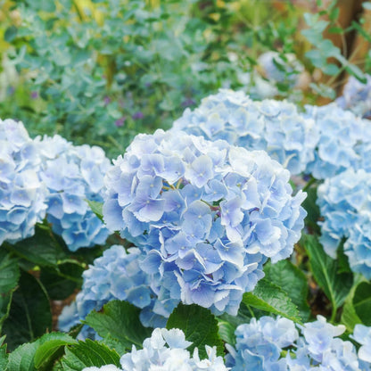Winter Hardy Pink Shades to Blue Purple Hydrangea Bush Tree Live Shrub Plant, 6-12" Blue to Smooth Pink to Purple Blooms, Established Roots, Dormant, No Leaf