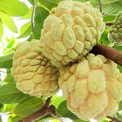 Yellow Sugar Apple Plant Live for Planting 2-3 Feet Tall, 3 Gallon Pot, Annona Squamosa Custard Sugar Apple Tree Live Plant, No Ship to CA