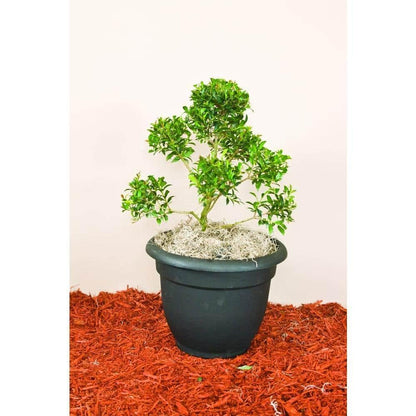 RedCrocus - RedCrocus Dwarf Brush Cherry Eugenia myrtifolia 'Globulus' Pom Pom - Compact Evergreen Shrub for Hedges & Containers 14" Pot