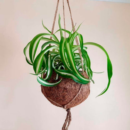 Spider Plant Bonnie Live Plant for Indoor | Different Houseplants in 4'' & 6'' Pot | Real House Plant for Living Room, Office, Desk & Bathroom | Chlorophytum Comosum | Airplane Ivy