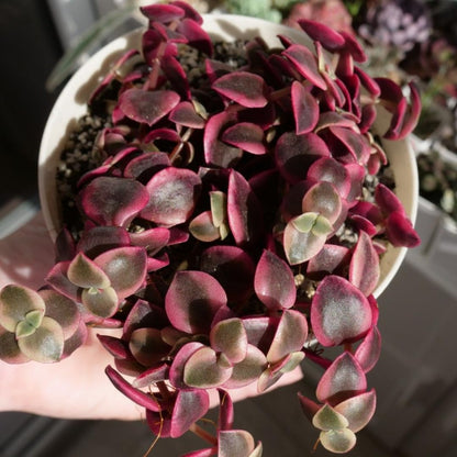 Calico Kitten Succulent Live in 4 Inch Pot | Pink Variegated Trailing Plant | Great for Window Ledges, Office Corners, and Compact Plant Displays