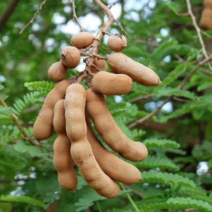 Tamarind Tree Live Plant, 3 Gallon, 4-5 Feet Tall, Live Tamarind Tree, Tropical Fruits Tree, No Ship to CA