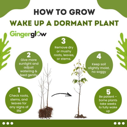 5 Live Chinese Elm Trees 1-2 Feet Tall | Fast-Growing Elm Tree for Boundary Rows & Garden Landscaping | Easy-to-Grow Outdoor | Dormant Tree