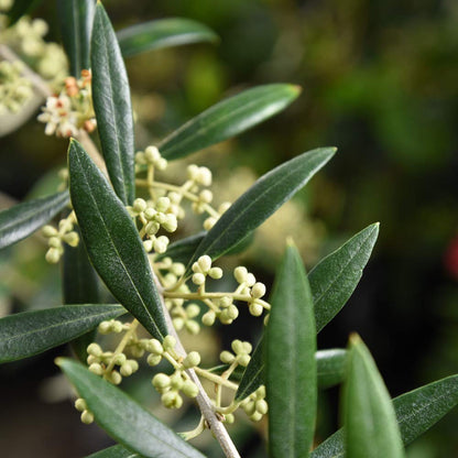 Arbequina Olive 4-5'
