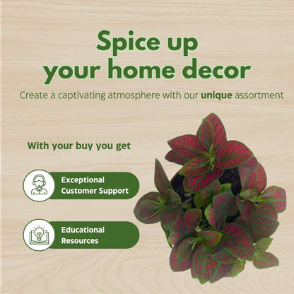 BubbleBlooms Red Hypoestes phyllostachya 2 inch Set of 3 Flamingo Polka Dot Plant Tiny Mini Pixie Plants
